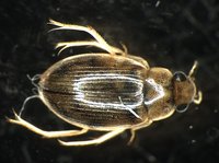 藏品(蚜蟲)的圖片